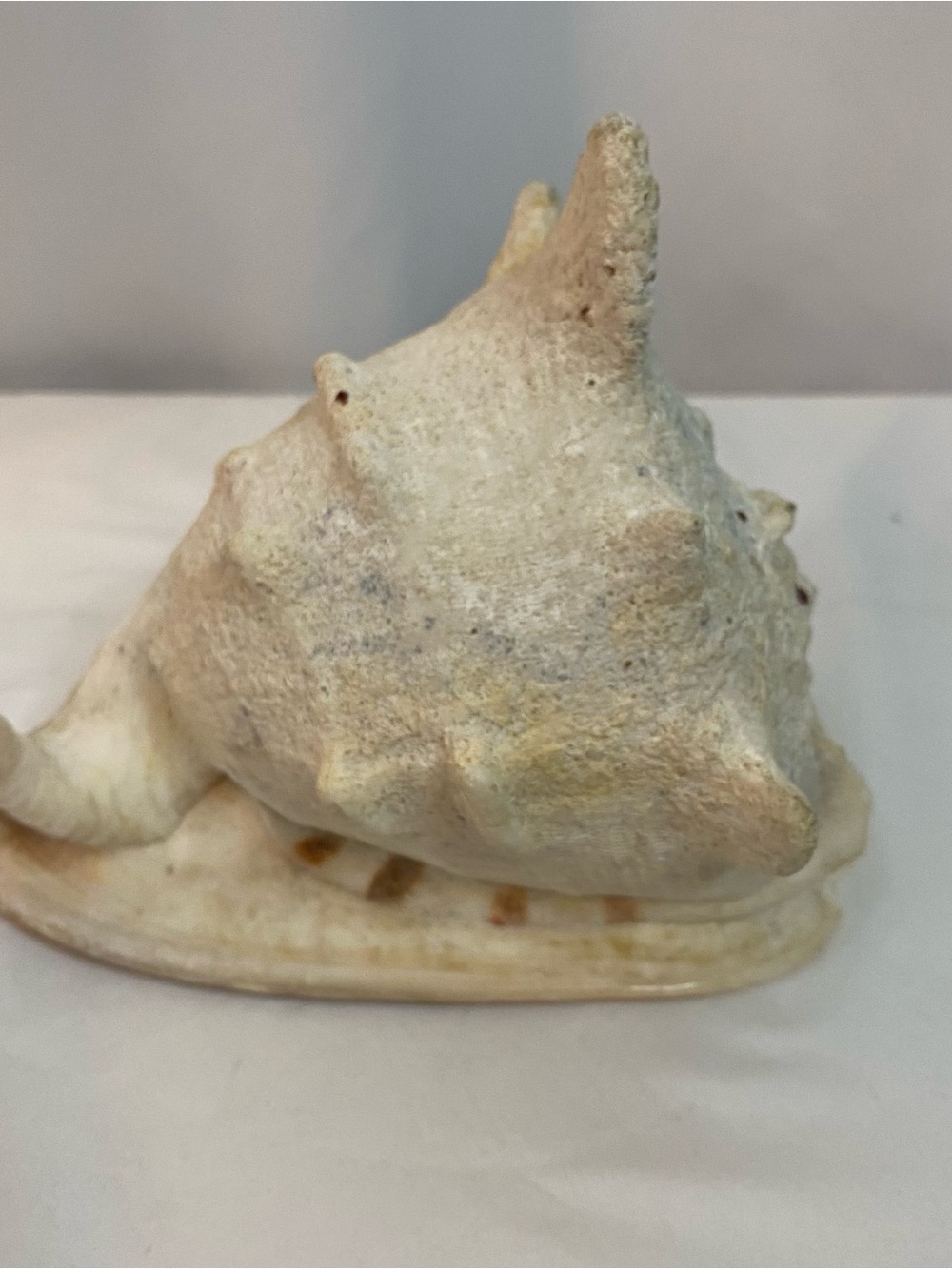 Large Conch Shell - Picture 6 of 6
